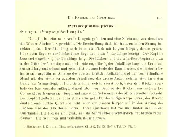 Hippo_pictus_descrip_Marcusen1864.jpg
