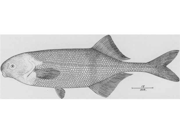 Marcusenius pappenheimi (=Hippopotamyrus pappenheimi) paratype illustration from Fowler (1930)