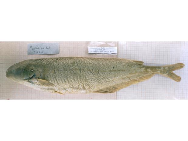 Hyperopisus bebe occidentalis Günther holotype BMNH 1865.4.6.12.jpeg