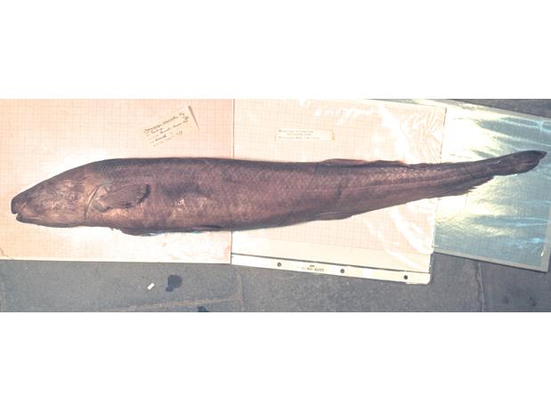 Mormyrops sirenoides, Boulenger holotype (unique) MRAC 158, New Antwerp (= Makanza or Bangala), Congo River, D.R. Congo.