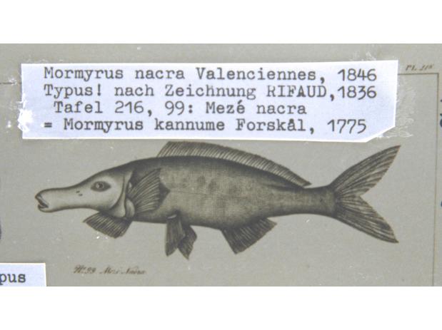 Mormyrus nacra Valenciennes (=Mormyrus kannume Forskål) No type, based on drawing.