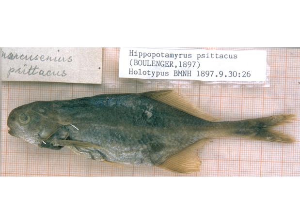 Mormyrus psittacus Boulenger (= Cyphomyrus psittacus) holotype BMNH 1897.9.30.26