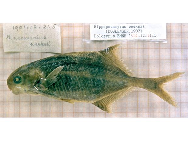 Marcusenius weeksii Boulenger holotype BMNH 1901.12.21.5 Monsembe, (Equateur) D.R. Congo