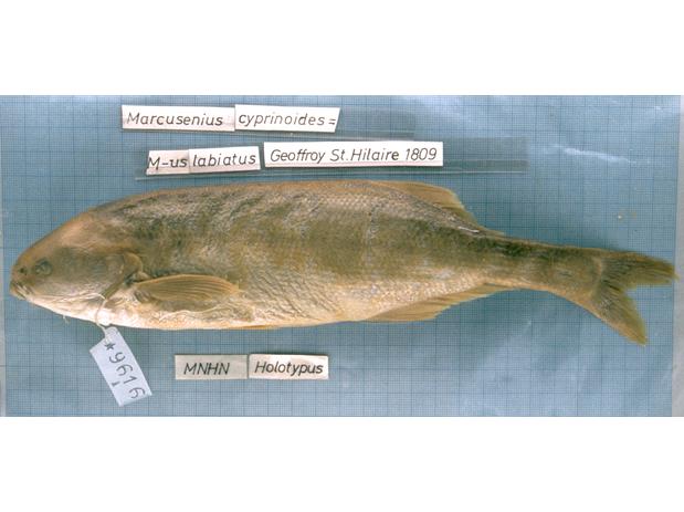 Mormyrus labiatus Geoffroy St. Hilaire 1809, syntype MNHN A-9616 Nile River, Egypt