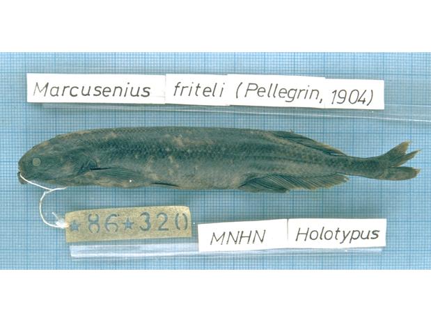 Gnathonemus friteli Pellegrin (= Marcusenius friteli) holotype MNHN 1886-0320, Alima River, Diélé, Congo basin.
