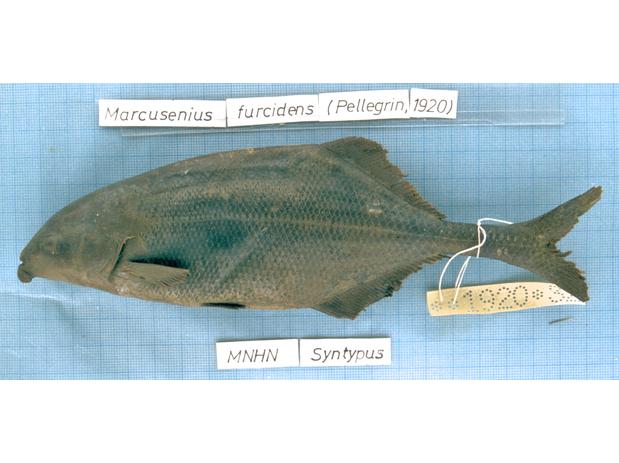 Gnathonemus furcidens Pellegrin (= Marcusenius furcidens) syntype MNHN 1920-0032 (1 of 3), Ivory Coast
