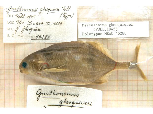 Gnathonemus ghesquierei Poll (= Marcusenius ghesquierei) holotype MRAC 46288