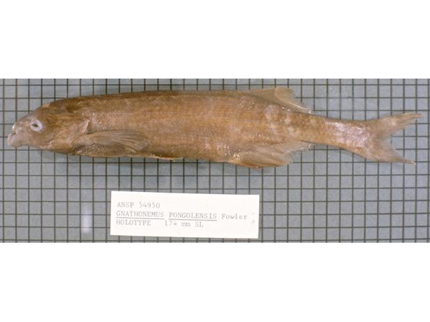 Gnathonemus pongolensis Fowler (=Marcusenius pongolenesis), holotype (unique) ANSP 54950, Pongola River, South Africa