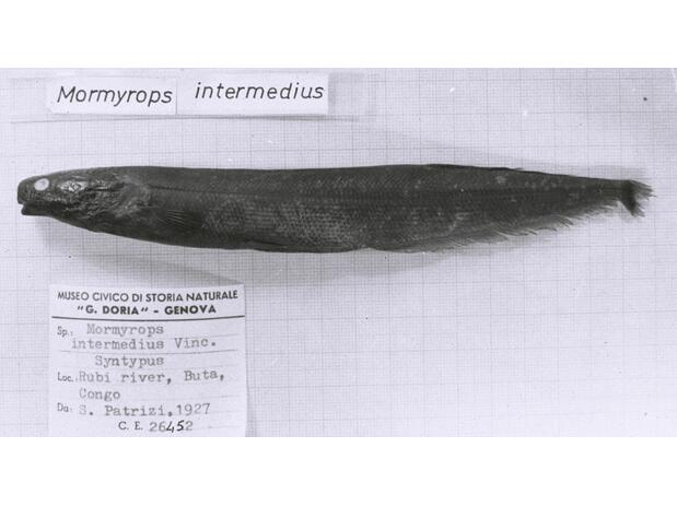 Mormyrops intermedius holotype Buta, D.R. Congo
