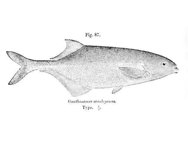Macusenius stanleyanus, illustration of holotype (Boulenger, 1909, p. 108)