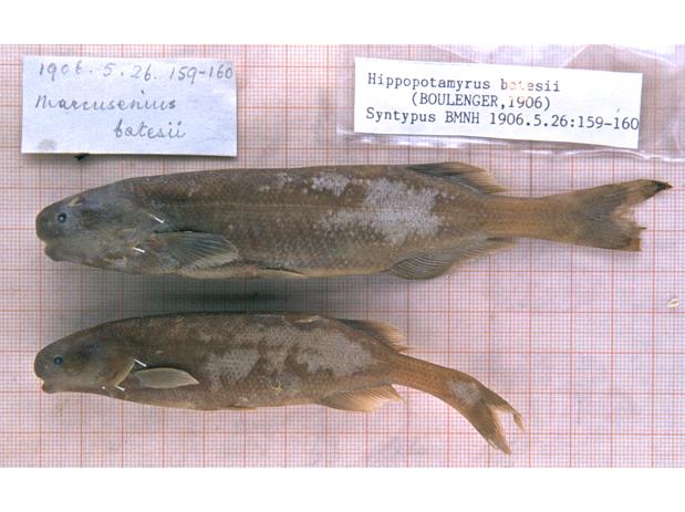 Marcusenius batesii Boulenger syntypes- BMNH 1906.5.26.159-160 (2).jpeg