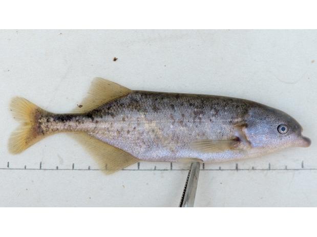 Marcusenius senegalensis: Bakoye River, Guinea (Senegal R. basin)