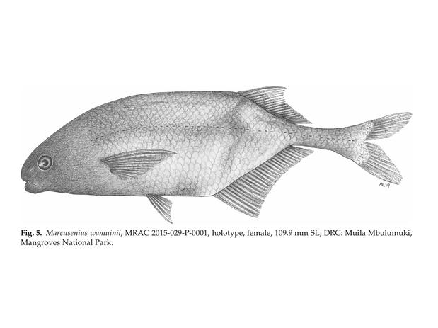 Marcusenius wamuinii holotype illustration