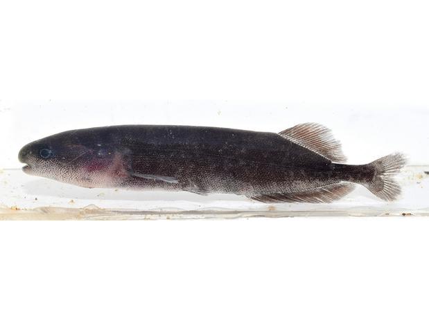 Mormyrops anguilloides juvenile, Niger River Basin, Mali