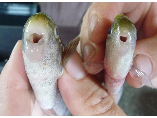 comparison of mouth of Cyphomyrus wilverthi (left) with that of C. psittacus (right)