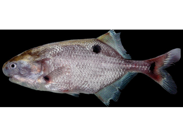 Petrocephalus balayi, sex undetermined, Congo basin, Odzala National Park, Republic of Congo