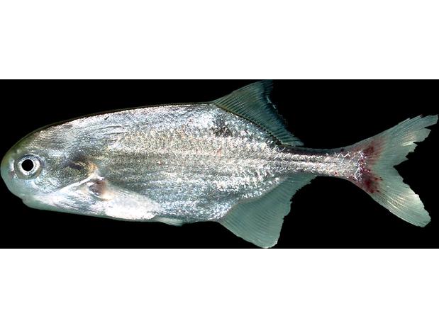 Petrocephalus valentini, male, Congo basin, Odzala National Park, Republic of Congo