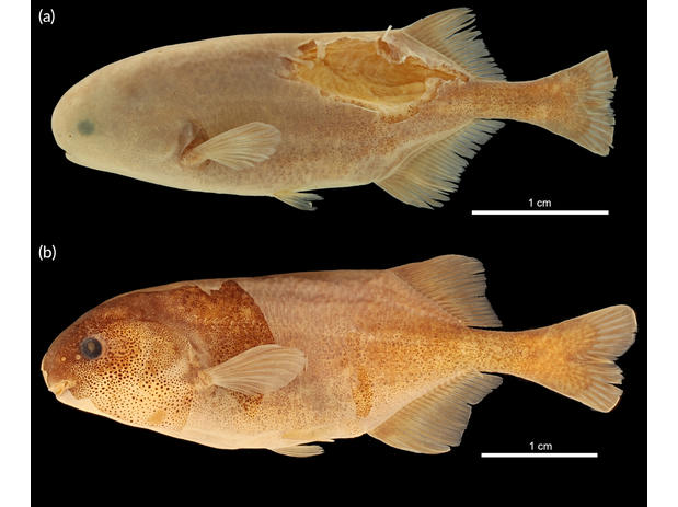 Pollimyrus weyli holotype & paratype
