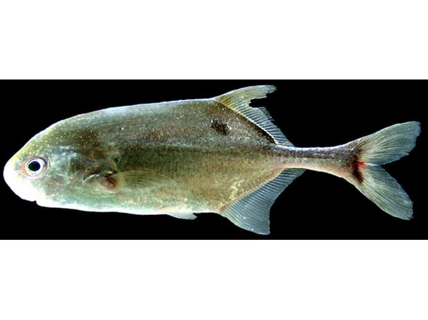 Live photograph of the holotype of Petrocephalus mbossou (CU 92389) from Odzala National Park (no scale)
