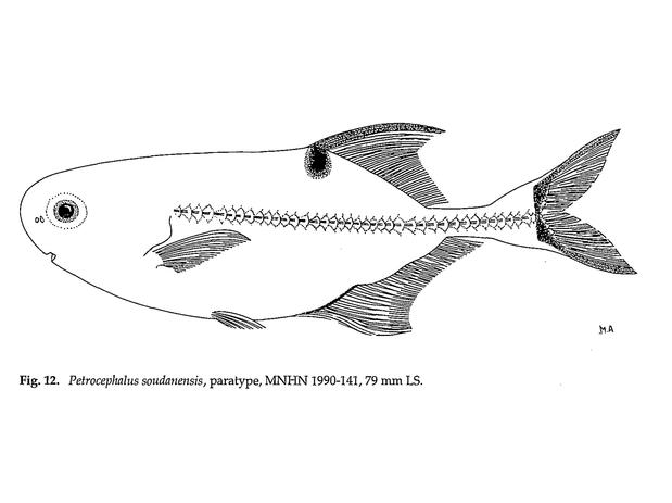 Petrocephalus soudanensis paratype
