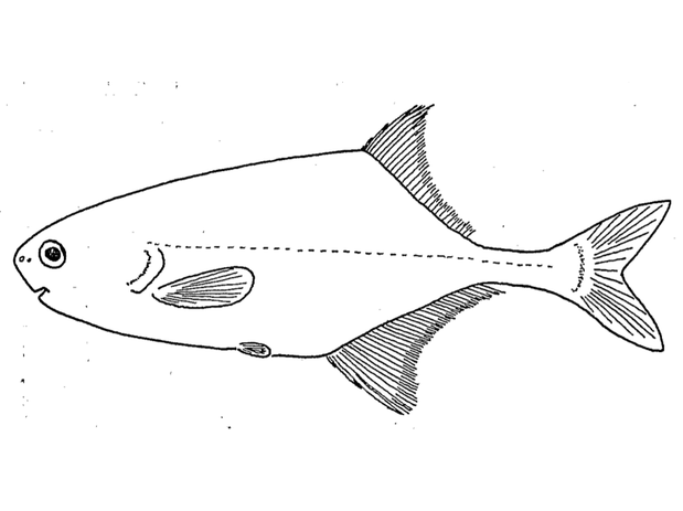 Drawing of Petrocephalus bane comoensis