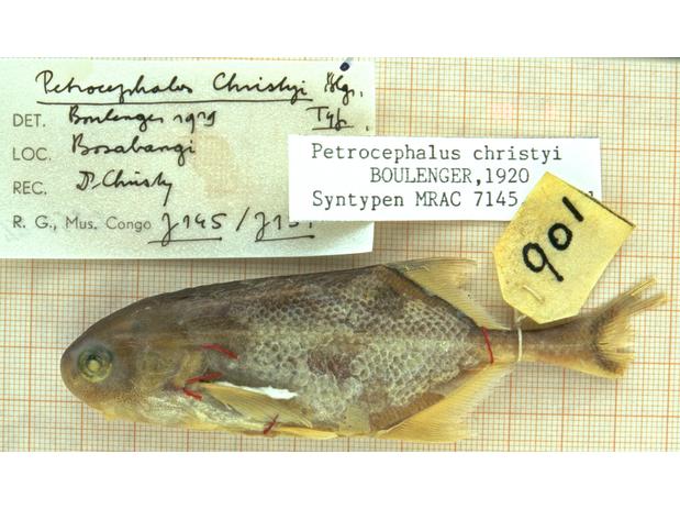 Petrocephalus christyi (syntype)
