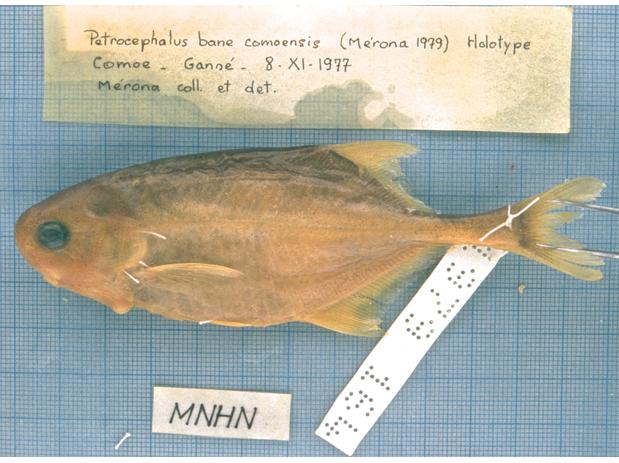 Petrocephalus bane comoensis (Holotype)