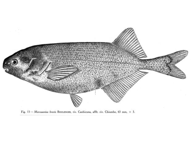 Pollimyrus brevis (Boulenger) 68 mm SL, Canhicuna River, affluent of Chiumbe River, Angola. From Poll (1967).