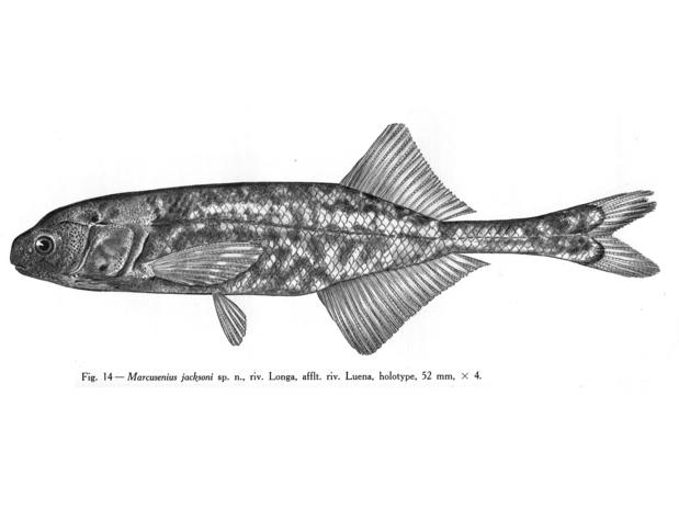 Paramormyrops jacksoni 52 mm TL, Longa River, affluent of Luena River, Angola. From Poll (1967).