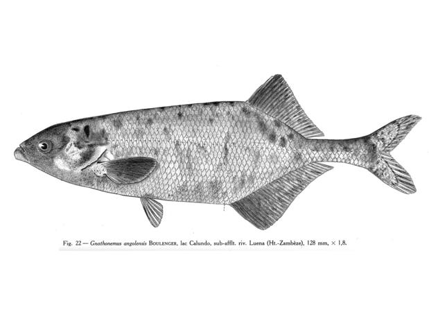 Marcusenius macrolepidotus angolensis (Boulenger), 128 mm TL, Upper Zambesi, Angola. From Poll (1967)