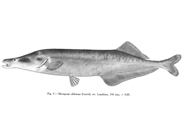 Mormyrops deliciosus Leach, 518 mm TL, Luachimo River, Angola. From Poll (1967).