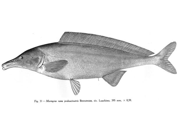 Mormyrus rume proboscirostris Boulenger, 395 mm TL, Luachimo River, Angola. From Poll (1967).