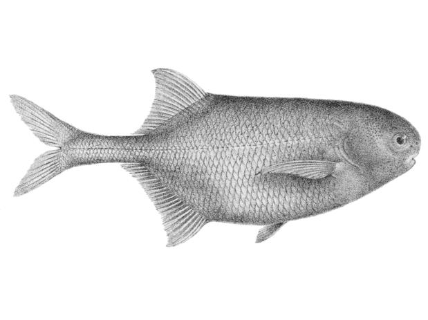 Pollimyrus isidori from Boulenger's Fishes of the Nile (1907)