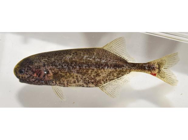 Pollimyrus isidori Niger River Basin, Mali