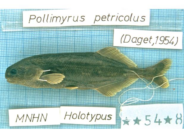Pollimyrus petricolus holotype: Markala, Sudan