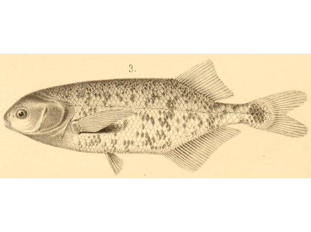 Mormyrus llhuysi Steindachner (=Brevimyrus niger) holotype illustration