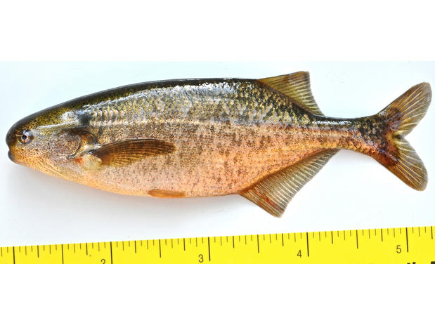 Brevimyrus niger female, 100mm SL, small stream near Gambella, Ethiopia