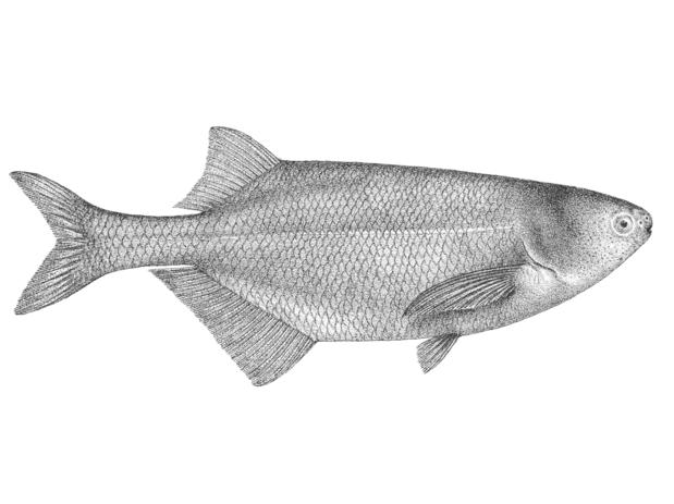 Illustration of Gnathonemus niger (=Brevimyrus niger) from Boulenger's Fishes of the Nile (1907)
