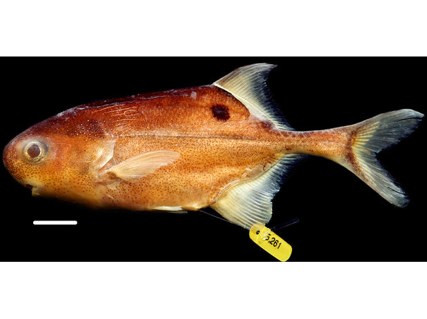 Photograph of a preserved specimen of Petrocephalus christyi from Odzala National Park (scale bar = 1.0 cm)
