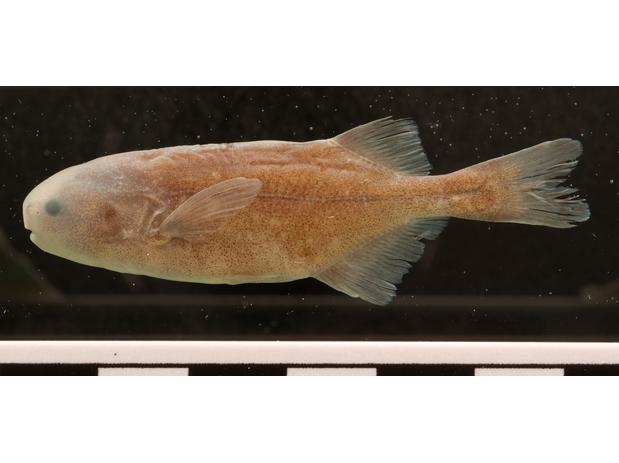 Pollimyrus nigricans CU 90585: Tanzania, Kigoma, Moyowosi River at bridge near Nyantwiga