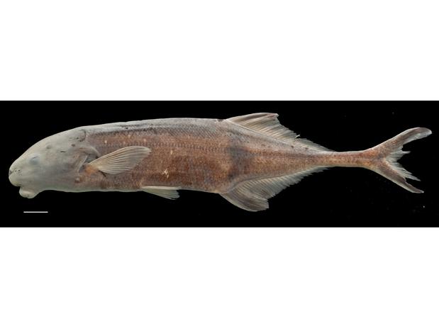 Hippopotamyrus paugyi, Guinea, West Africa