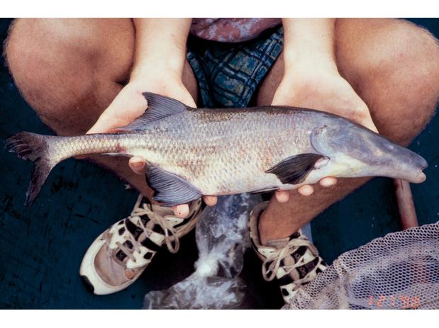 Boulengeromyrus knoepffleri, Ivindo River, Gabon