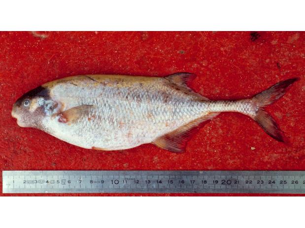 Ivindomyrus marchei, Ogooué River at Lambaréné, Gabon
