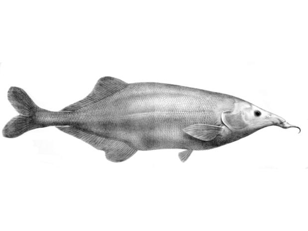 Genyomyrus donnyi lithograph by P.J. Smit in Boulenger 1898