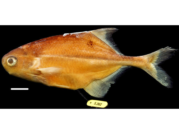 Mormyridae - African weakly electric fishes | Mintotom mi ne vé