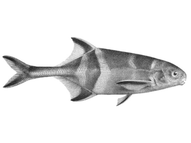 Illustration of Gnathonemus pictus (=Hippopotamyrus pictus) in Boulenger's Fishes of the Nile (1907