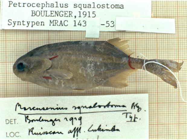 Marcusenius squalostoma Boulenger (= Petrocephalus squalostoma) syntype MRAC 14353, Lukinda River-L.Moero, D.R. Congo