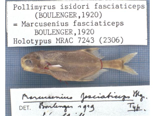 Holotype of Pollimyrus isidori fasciaticeps (Boulenger, 1920)