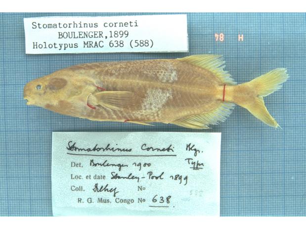 Stomatorhinus corneti Boulenger, Stanley (=Malebo) Pool, Congo River, holotype MRAC 638