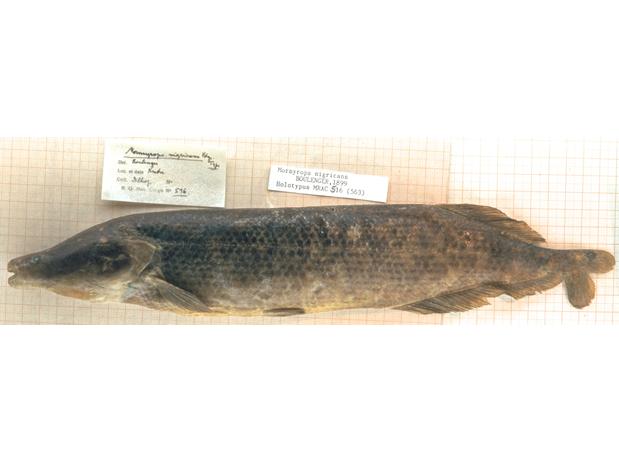 Mormyrops nigricans Boulenger holotype (unique) MRAC 516, Kutu, Lake Leopold II (Mai-Ndombe), D.R. Congo.